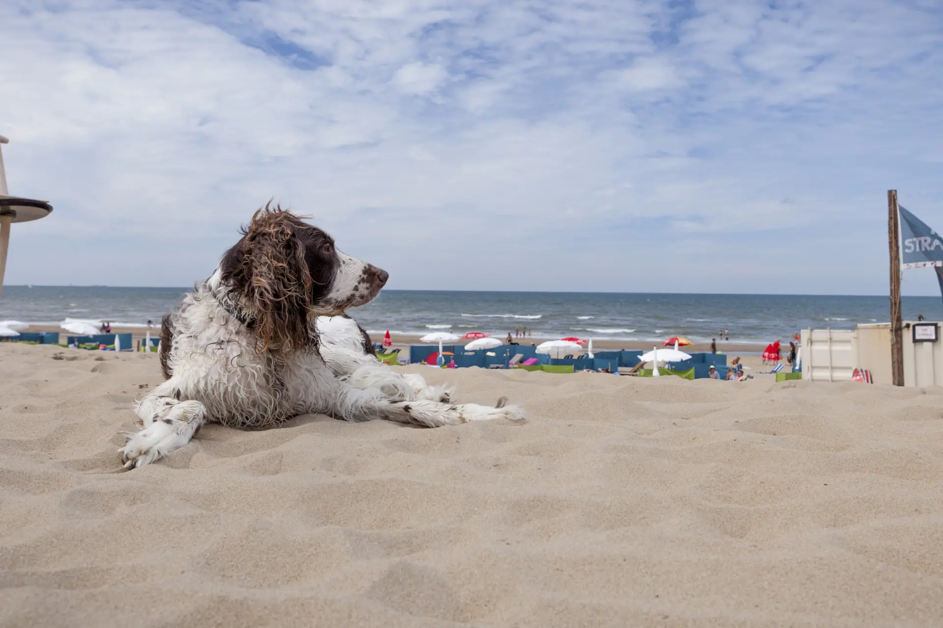 Ook je huisdier mag mee