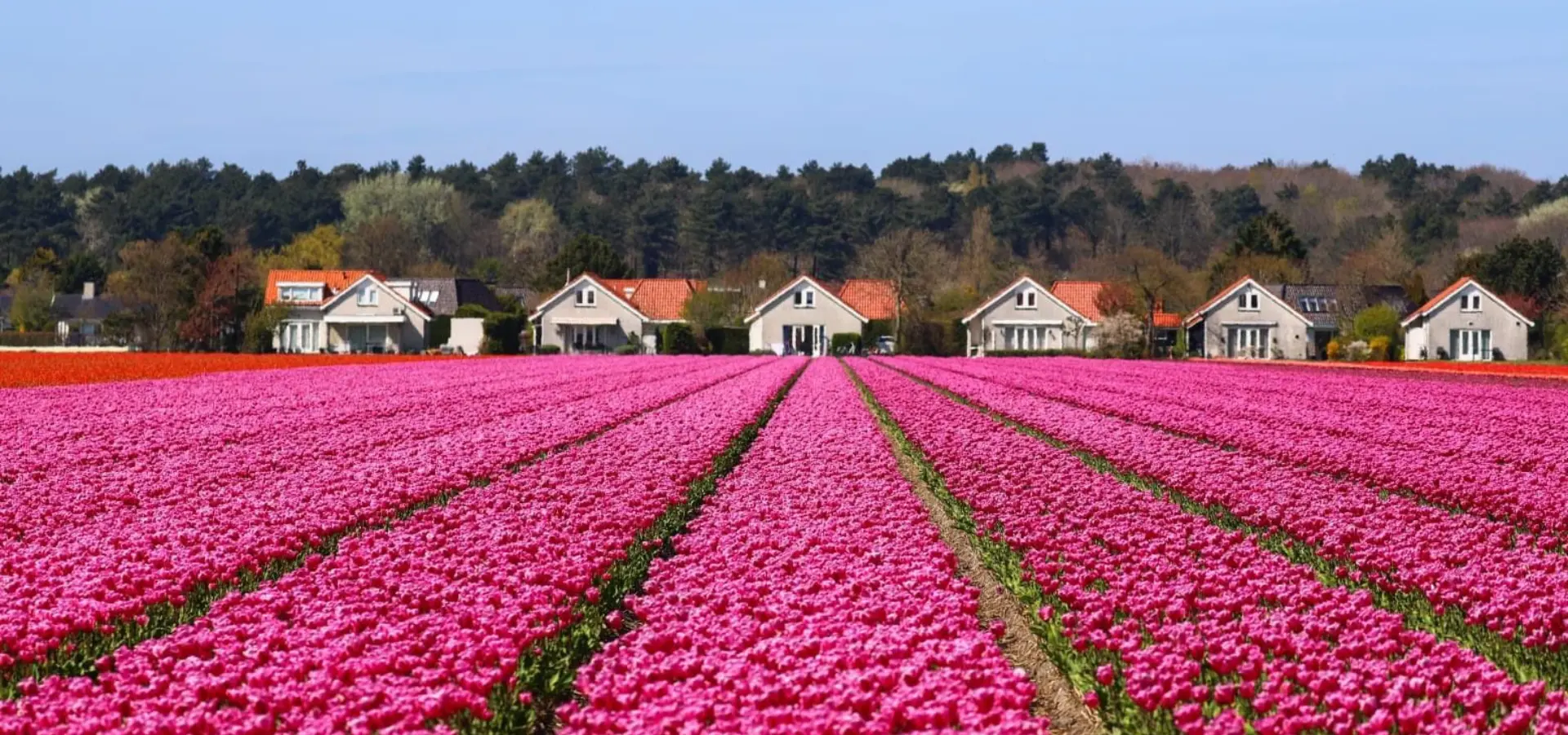 Bollenvelden zicht op duinpark